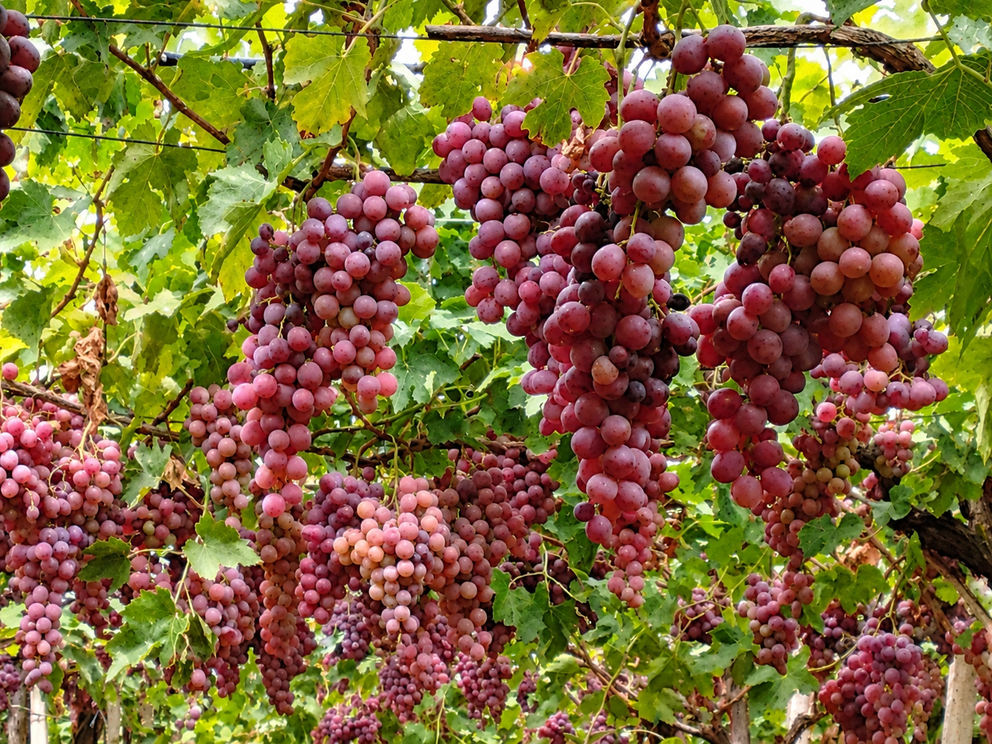 Wine